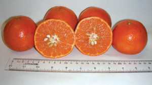 New Citrus Varieties Available For Florida Growers