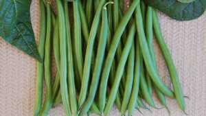 The Latest Bean Varieties For 2014 [Slideshow]