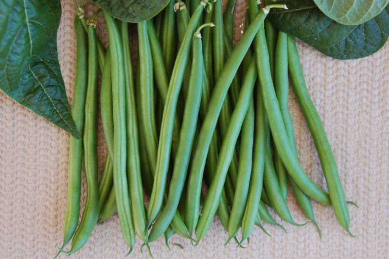 The Latest Bean Varieties For 2014 [Slideshow] - Growing Produce