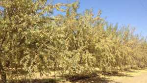 Impacts Of Drought On Almond Production