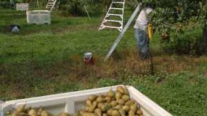 2014 Northwest Pear Crop Down Slightly