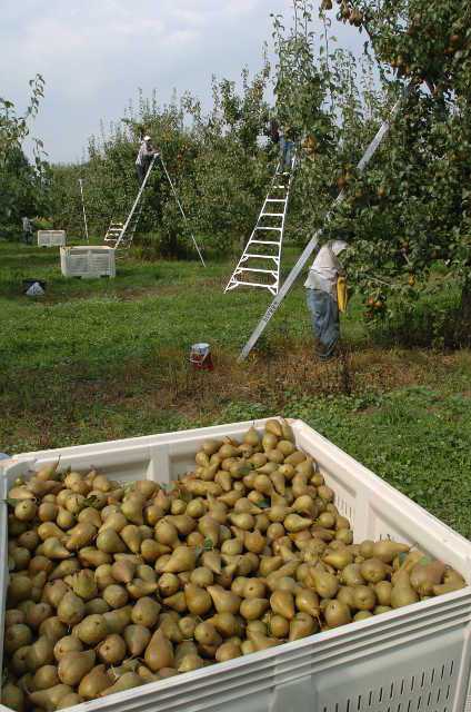 Labor Shortage On Growers’ Minds This Harvest Season