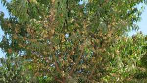 Self-Compatible Almond Tree Released