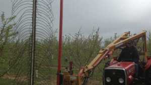 The Evolution of Mechanical Blossom Thinning in Peaches