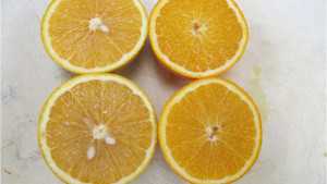 Simplifying Progressive Citrus Propagation Process A Priority