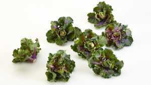 Brussels Sprouts And Kale Hybrid To Debut