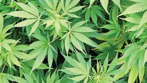 2 Dozen Florida Nurseries Vying For Coveted Cannabis Growing Licenses