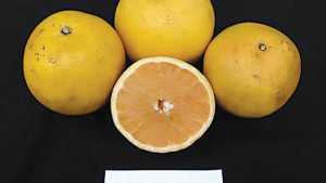 Full Steam Ahead For A New Suite Of Citrus Selections