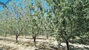 Keep In Mind Availability Of Soil Fumigants