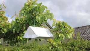Codling Moth Returns To Normal Levels In Michigan