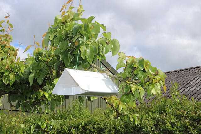 Codling Moth Returns To Normal Levels In Michigan