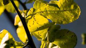 Second Case In A Month Of Citrus Greening In California