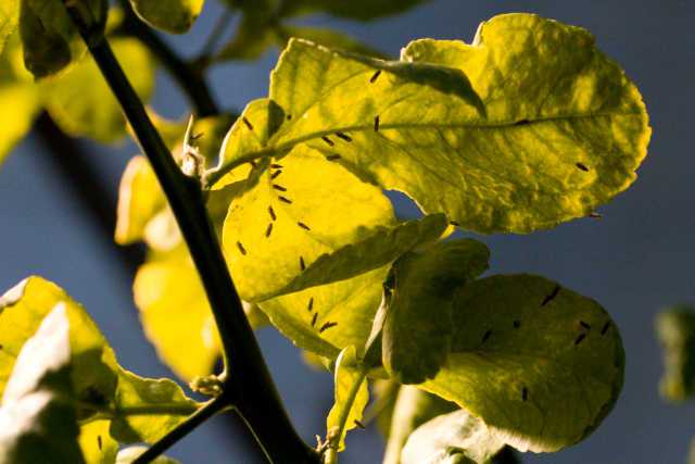 California OKs Asian Citrus Psyllid Insecticide