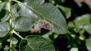 Study Reveals Origins Of Late Blight In Potatoes And Tomatoes
