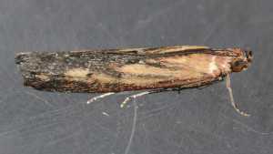 More Attention Needed To Control Lesser Cornstalk Borers