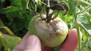 Clues Found to Block Late Blight’s Blitz on Potatoes, Tomatoes