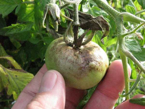 Clues Found to Block Late Blight’s Blitz on Potatoes, Tomatoes