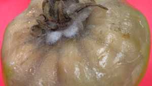 Managing Botrytis And Sclerotinia White Mold In High Tunnel And Greenhouse Tomatoes