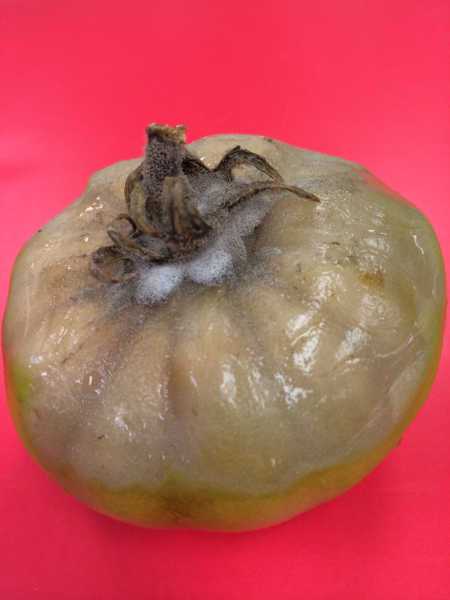 Managing Botrytis And Sclerotinia White Mold In High Tunnel And Greenhouse Tomatoes