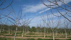 How To Train Young Walnut Trees