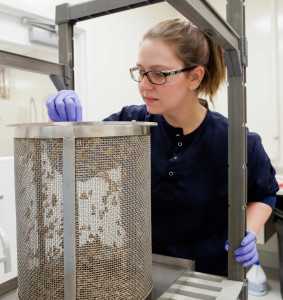 Sustaining The Insect Colony