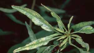 Foliar Nutrients Supply A Quick Fix