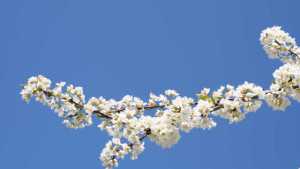 Western U.S. Prepares For Plum Pox
