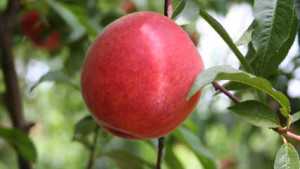 Nursery Fruit Tasting Yields Surprises
