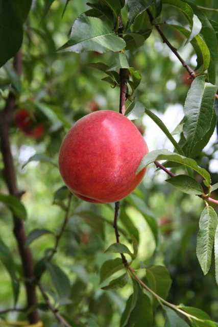 Nursery Fruit Tasting Yields Surprises