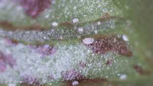 Controlling Broad Mites In The Greenhouse
