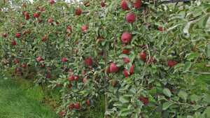 Cosmic Changes Coming in Apple Production [Opinion]