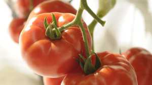 Eight New Vegetable Varieties For Your Greenhouse [Slideshow]