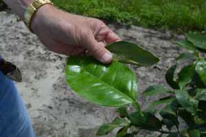 Leaves Of Green