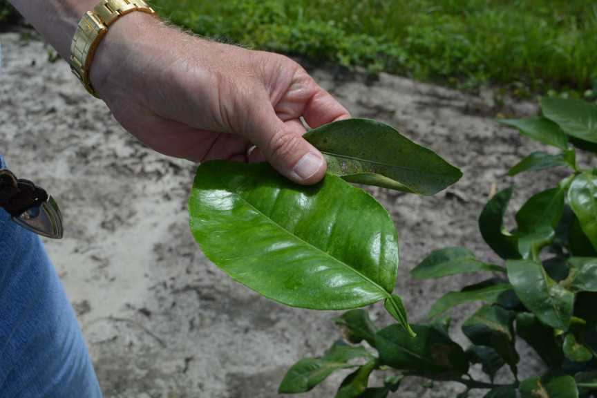 Leaves Of Green
