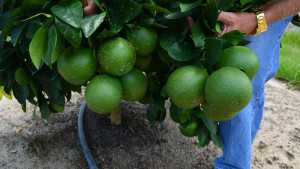 Florida Grapefruit Growers Feeling Good About Early Crop Forecasts