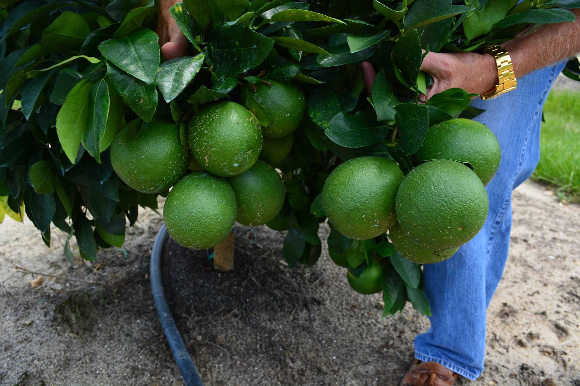 Florida Grapefruit Growers Feeling Good About Early Crop Forecasts