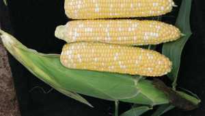 22 Sweet Corn Varieties To Add To Your Collection