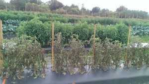 Learn To Manage Late Blight Resistance In Tomatoes