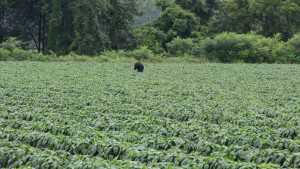 How To Create A Smooth Farm Transition From One Generation To The Next