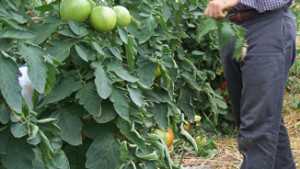 Farm Research Helps New York High Tunnel Tomato Growers With Leaf Mold