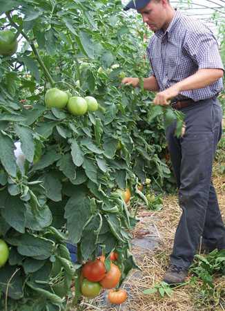 Farm Research Helps New York High Tunnel Tomato Growers With Leaf Mold