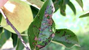 Beware Of Fruit Rots During Apple Harvest