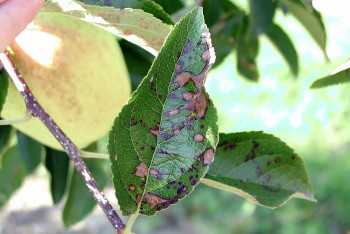 Tips To Manage Necrotic Leaf Blotch In Apples; Bacterial Spot In Stone Fruit
