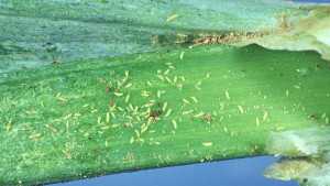 Tips On Managing Onion Thrips