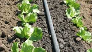 Water And Labor Shortages Continue To Distress California Growers