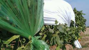 Plastic Rain Covers Can Affect Canopy Microclimate And Fruit Quality