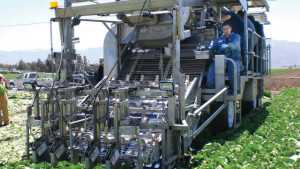 New Harvesting Technology Brings Mechanization To Vegetable Growers