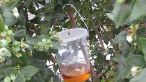 New Study Finds Simple Solution To Monitoring Spotted Wing Drosophila