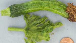 Drought May Cause Pest Migration To California Cucurbit Crops
