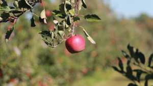 PGRs: The Overlooked Piece Of The Biopesticides Puzzle